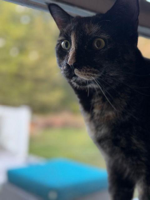 Enlarge Savanna, a Adoptable Domestic Short Hair in Naugatuck, CT image 2/3