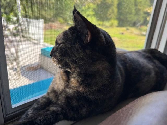 Enlarge Savanna, a Adoptable Domestic Short Hair in Naugatuck, CT image 3/3