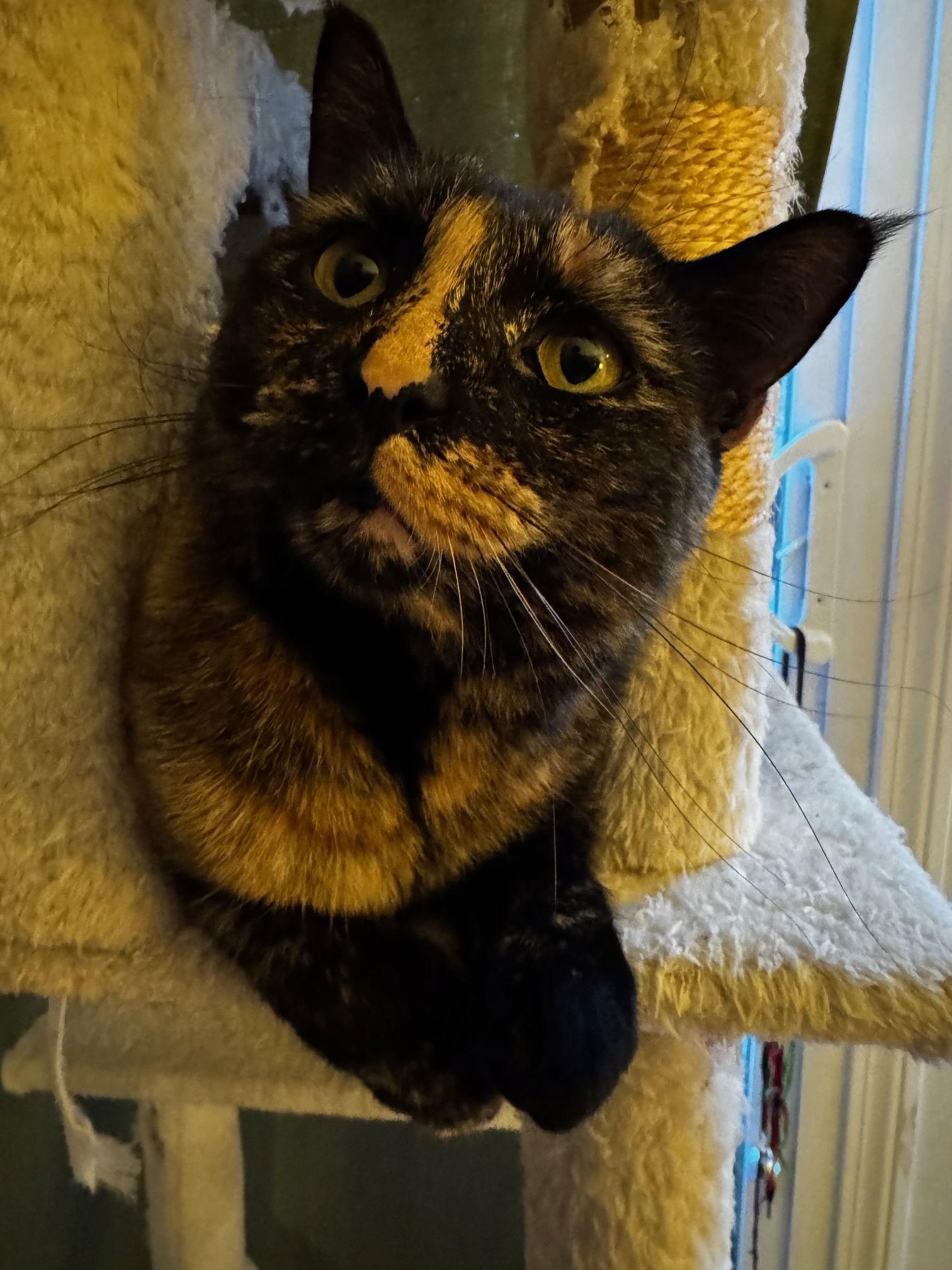 Savanna, Adoptable, Adult Female Domestic Short Hair.