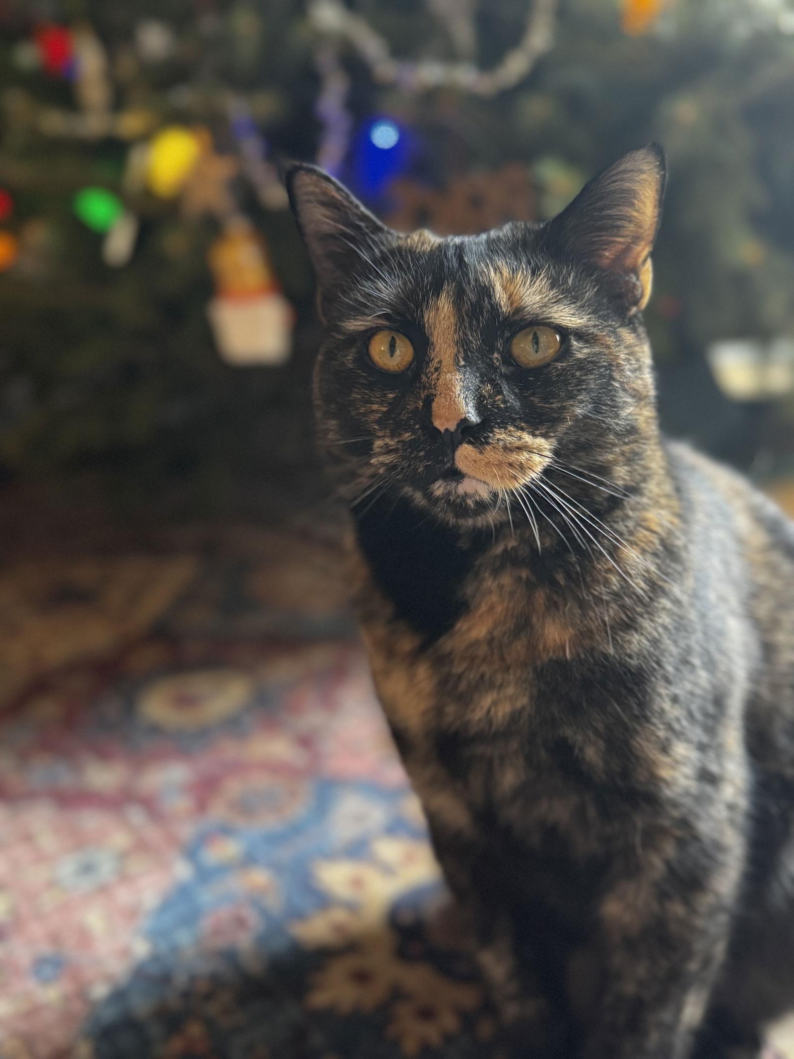 Enlarge Savanna, a Adoptable Domestic Short Hair in Naugatuck, CT image 2/3