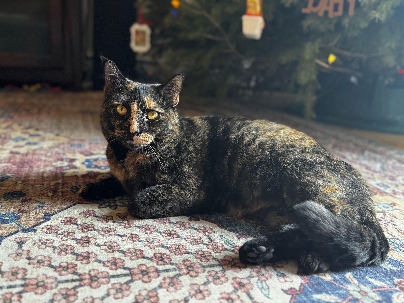 Enlarge Savanna, a Adoptable Domestic Short Hair in Naugatuck, CT image 3/3