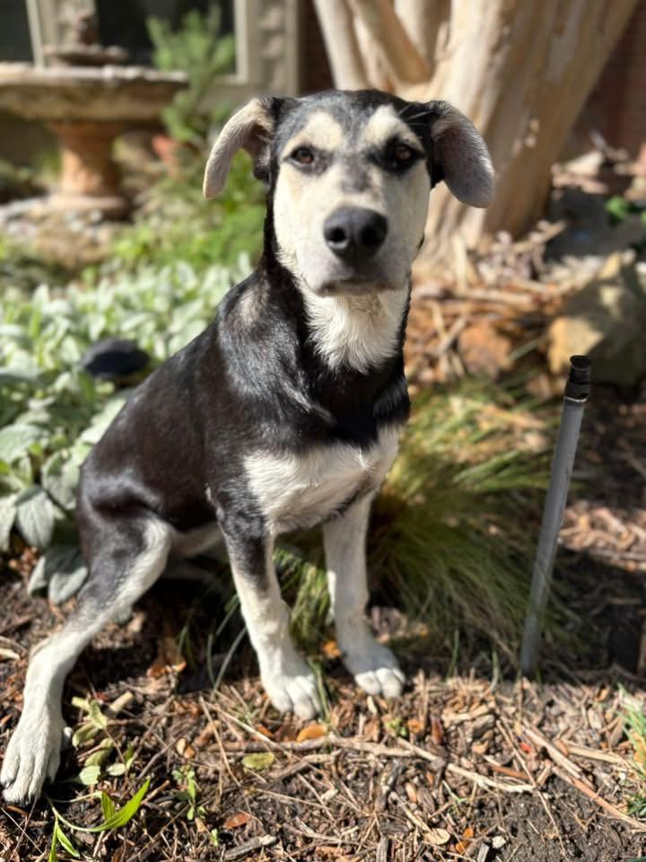 Enlarge Bunny, a ADOPTABLE mixed breed in Southlake, TX image 5/6