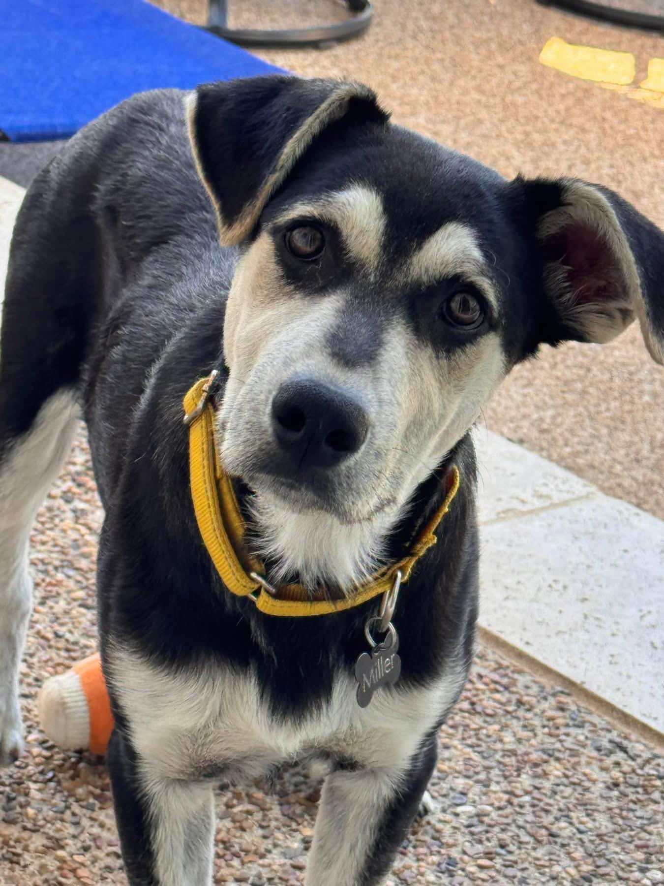 Enlarge Bunny, a ADOPTABLE mixed breed in Southlake, TX image 2/6