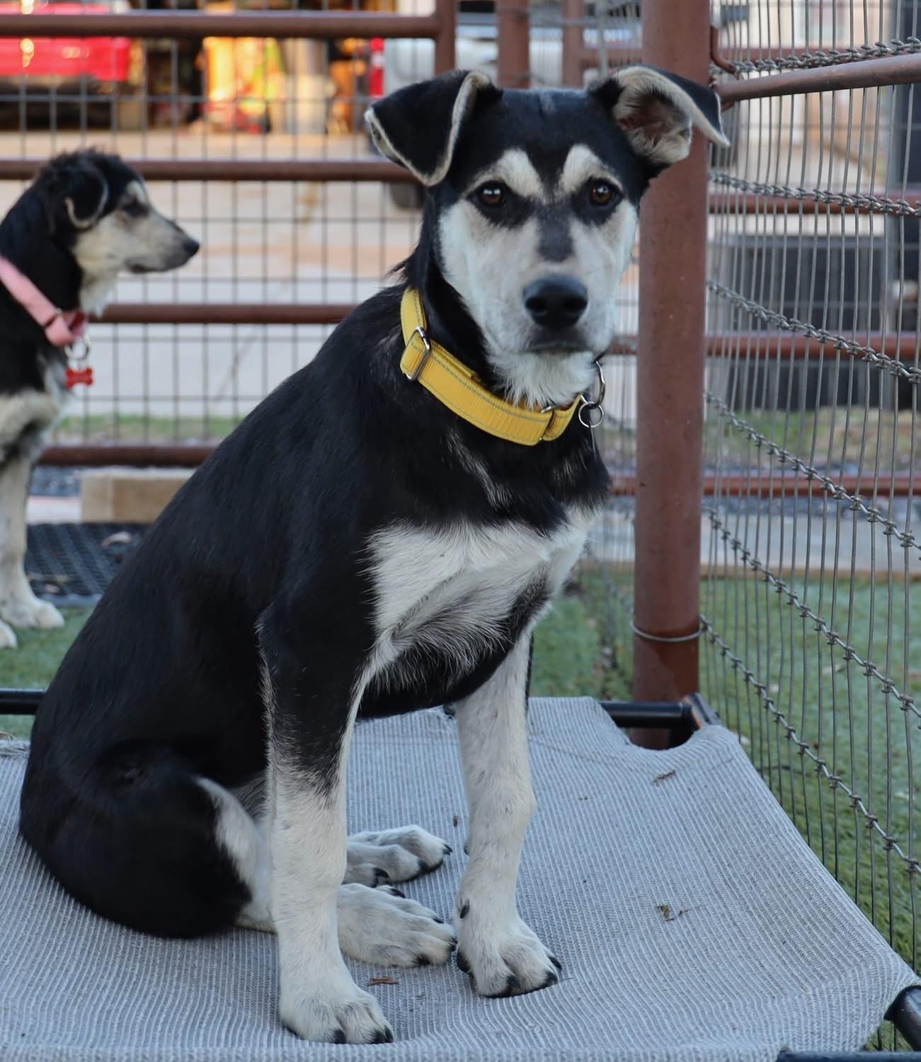 Enlarge Bunny, a ADOPTABLE mixed breed in Southlake, TX image 3/6