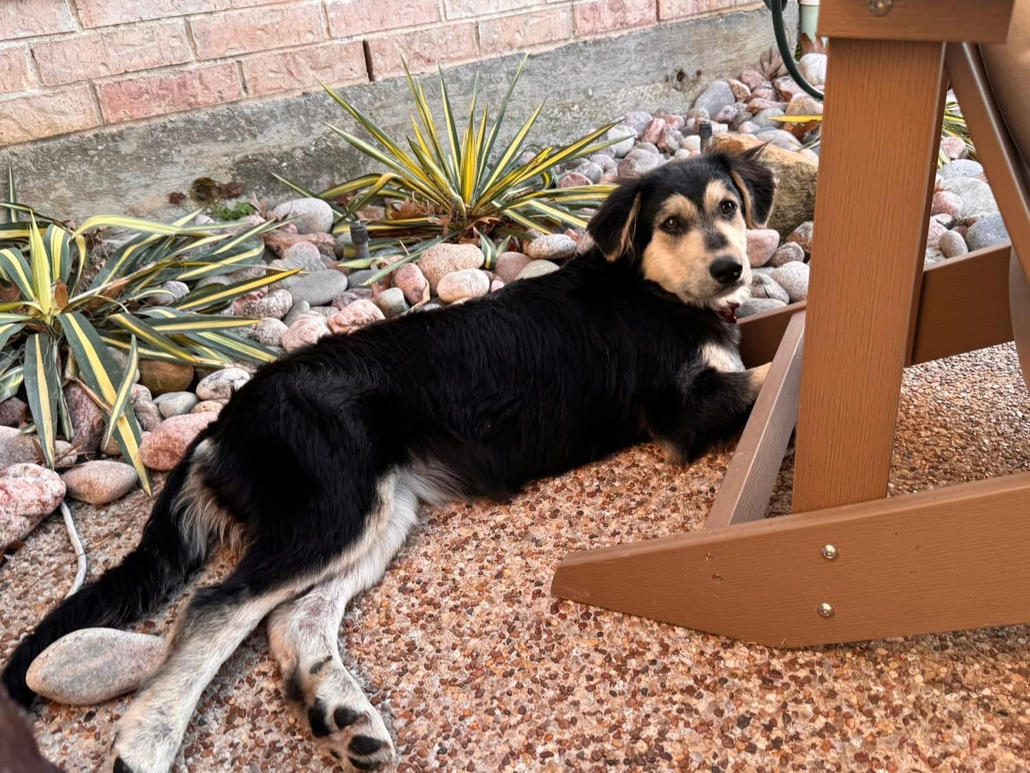 Bunny, ADOPTABLE, Young Female Australian Shepherd.