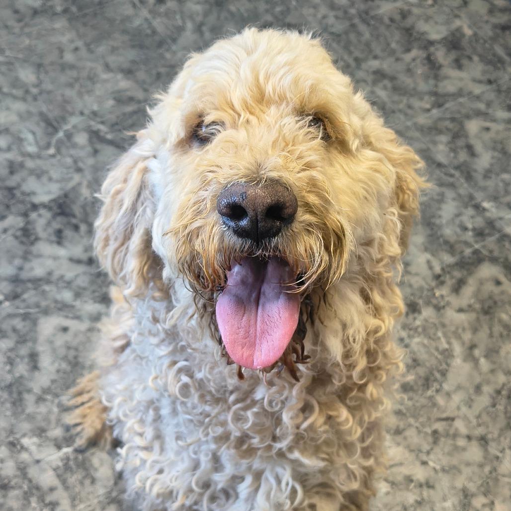 Vienna, Adoptable, Adult Female Standard Poodle.