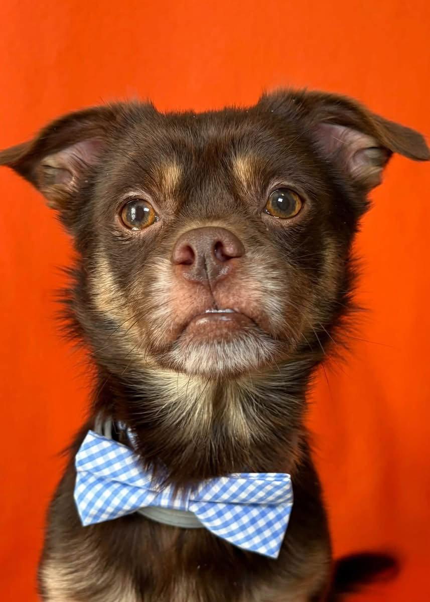 Enlarge Copper, a Adopted mixed breed in Barnhart, MO image 1/3