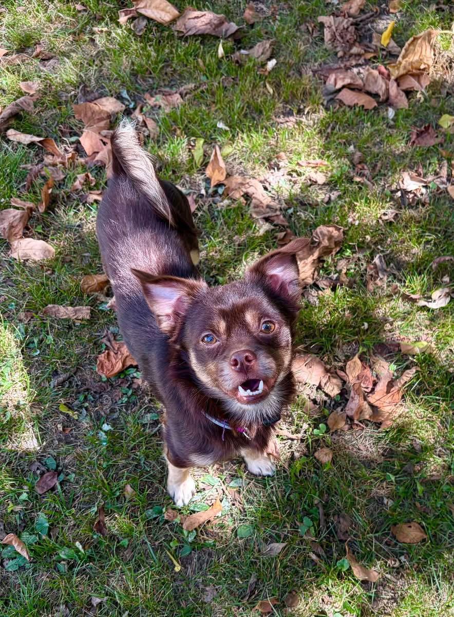 Enlarge Copper, a Adopted mixed breed in Barnhart, MO image 2/3