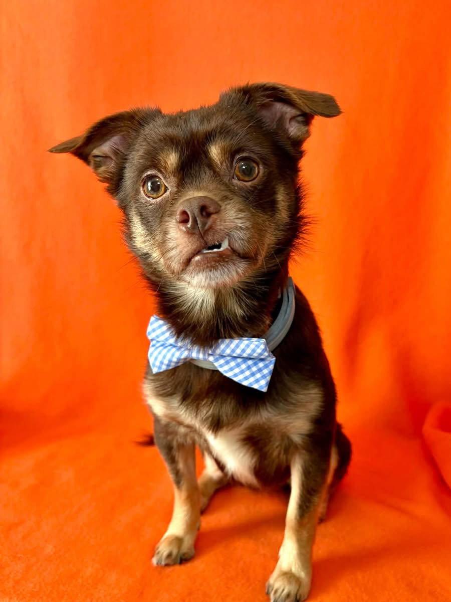 Enlarge Copper, a Adopted mixed breed in Barnhart, MO image 3/3