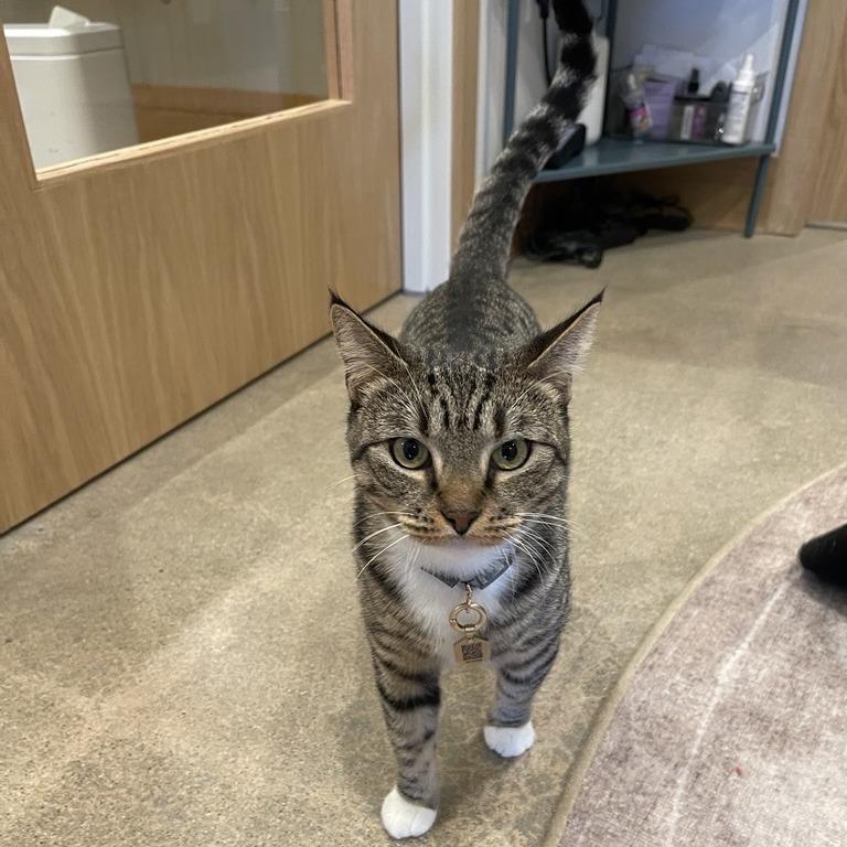 Dinamita, Adoptable, Adult Female Domestic Short Hair.