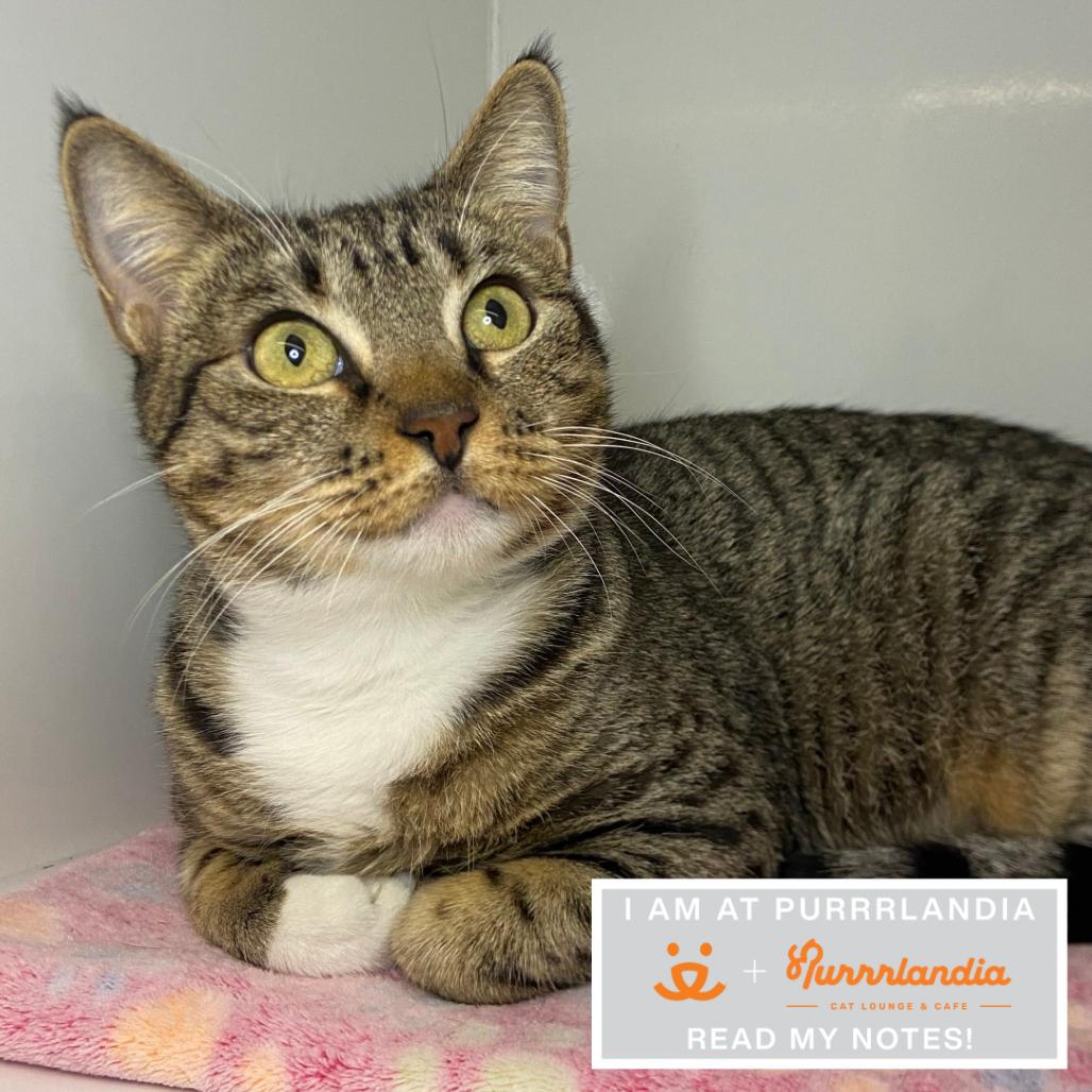 Dinamita, Adoptable, Adult Female Domestic Short Hair.