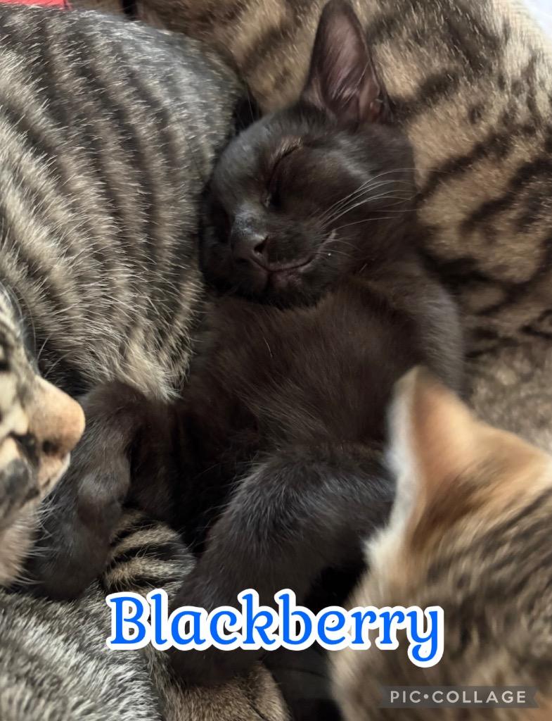 Blackberry, Adoptable, Kitten Male Domestic Short Hair.