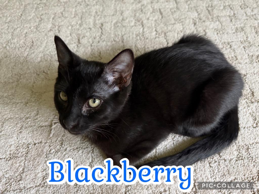 Enlarge Blackberry, a Adoptable mixed breed in Fort Oglethorpe, GA image 2/3