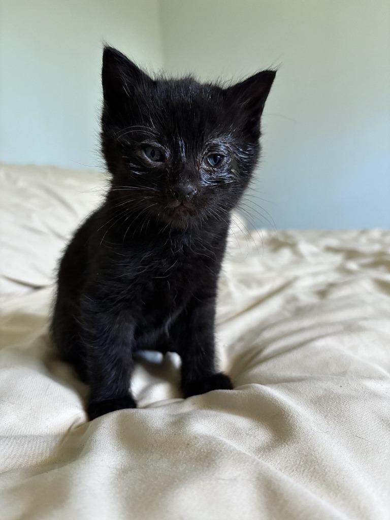 Enlarge Blackberry, a Adoptable mixed breed in Fort Oglethorpe, GA image 3/3
