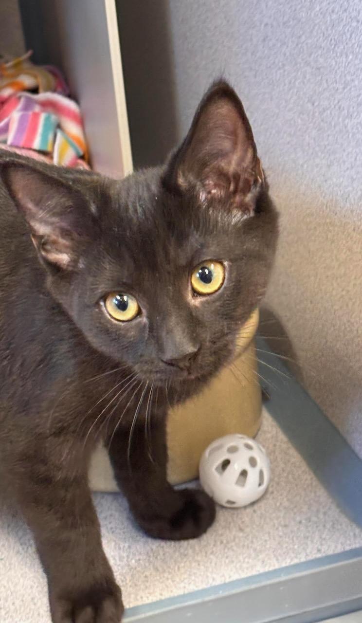 Enlarge Fred, a Adopted Domestic Short Hair in Batavia, NY image 1/1