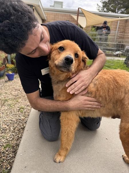Oso, Adoptable, Senior Male Shepherd & Chow Chow.