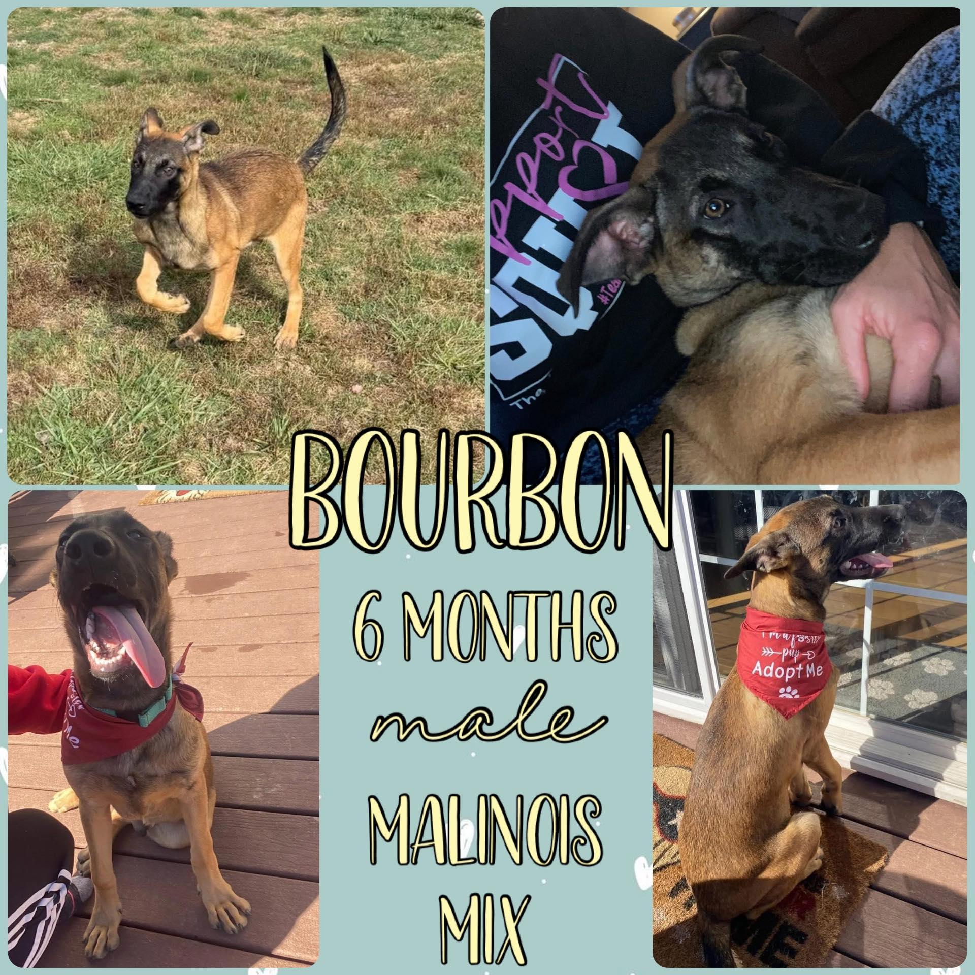 Bourbon, Adoptable, Young Male Belgian Shepherd / Malinois.