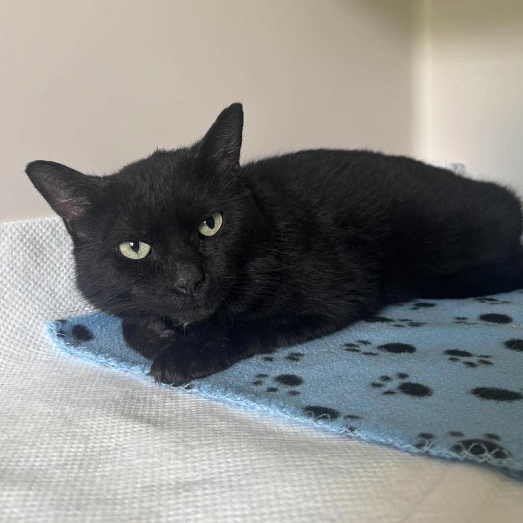 Hank, Adoptable, Adult Male Domestic Short Hair.