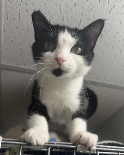 Enlarge Florence, a Adoptable Domestic Short Hair in Wilkesboro, NC image 1/3