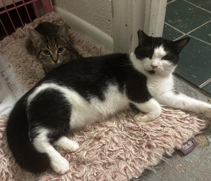 Enlarge Florence, a Adoptable Domestic Short Hair in Wilkesboro, NC image 2/3