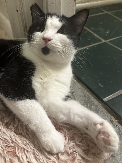 Enlarge Florence, a Adoptable Domestic Short Hair in Wilkesboro, NC image 3/3