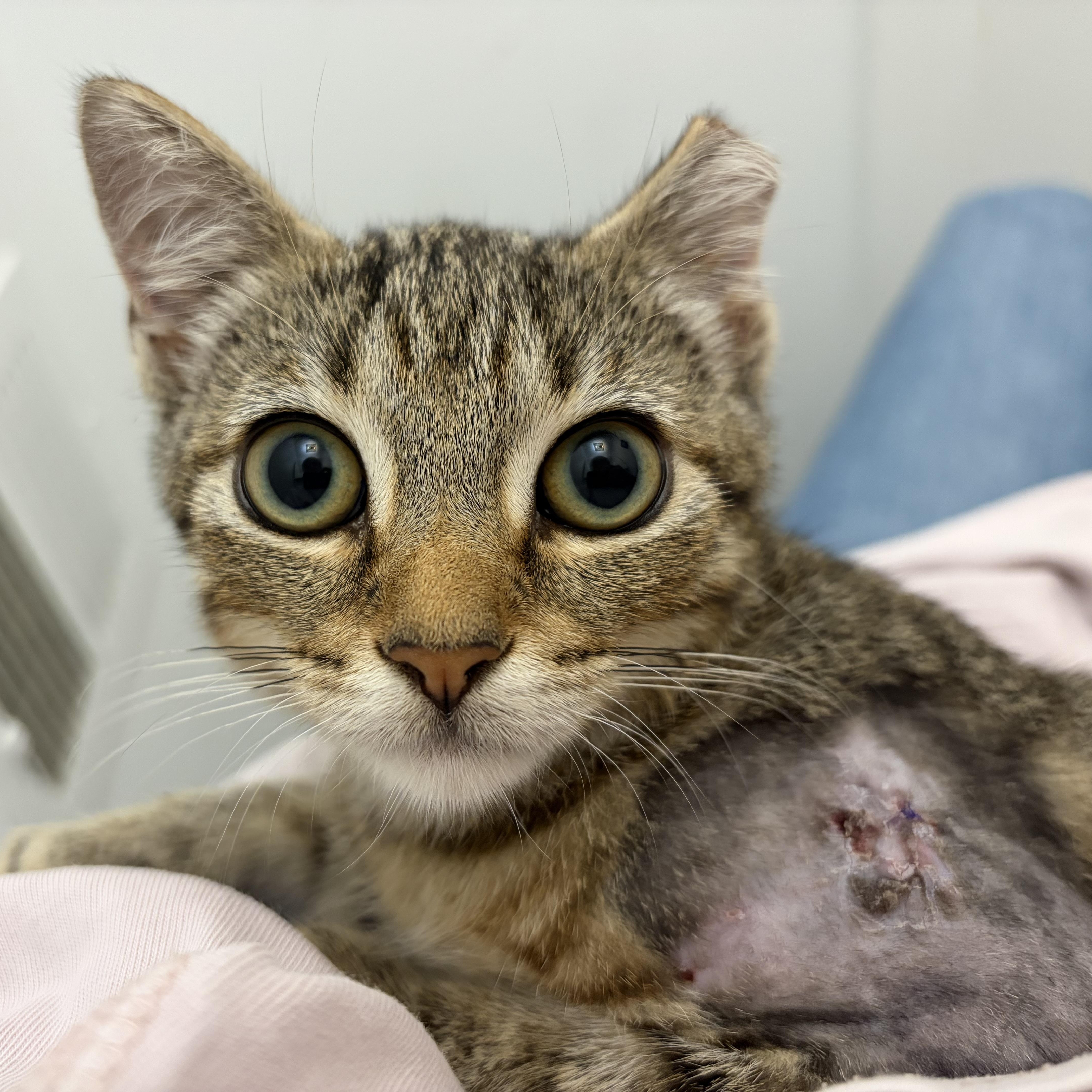 Porter, Adoptable, Kitten Male Domestic Short Hair & Tabby.