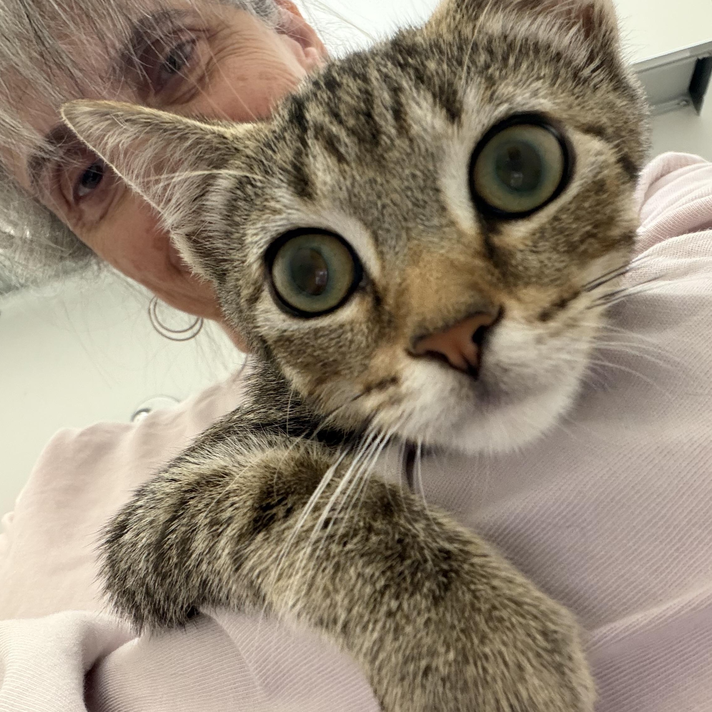 Enlarge Porter, a Adoptable mixed breed in Roslyn Heights, NY image 2/3