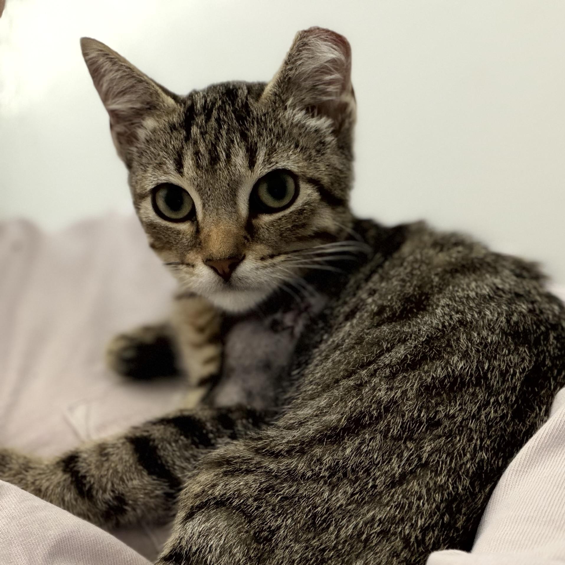 Enlarge Porter, a Adoptable mixed breed in Roslyn Heights, NY image 3/3