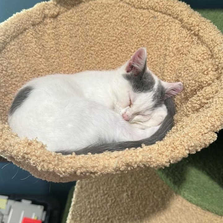 Enlarge Skoozy, a Adoptable Domestic Short Hair in Leitchfield, KY image 2/3