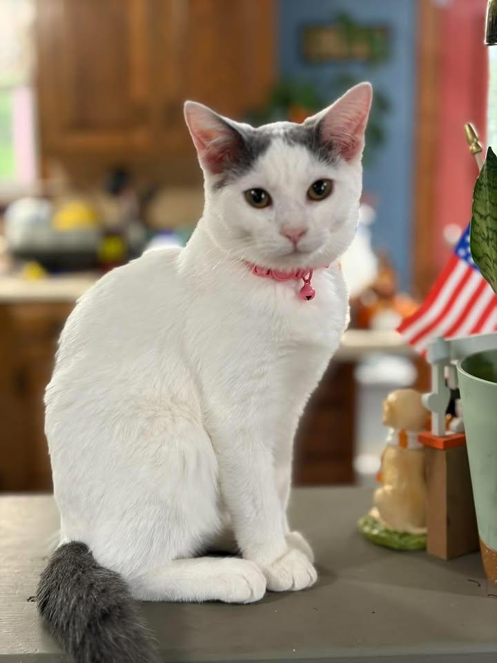 Skoozy, Adoptable, Kitten Female Domestic Short Hair.