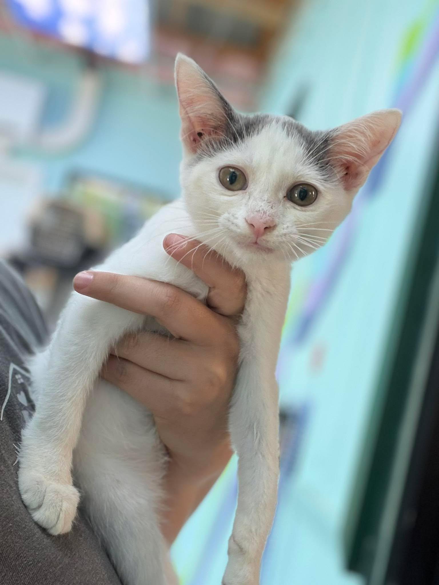 Enlarge Skoozy, a Adoptable Domestic Short Hair in Leitchfield, KY image 3/3