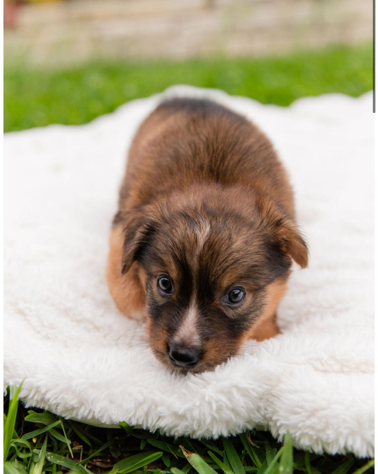 meleys, an adopted mixed breed in Pflugerville, TX image 5/5