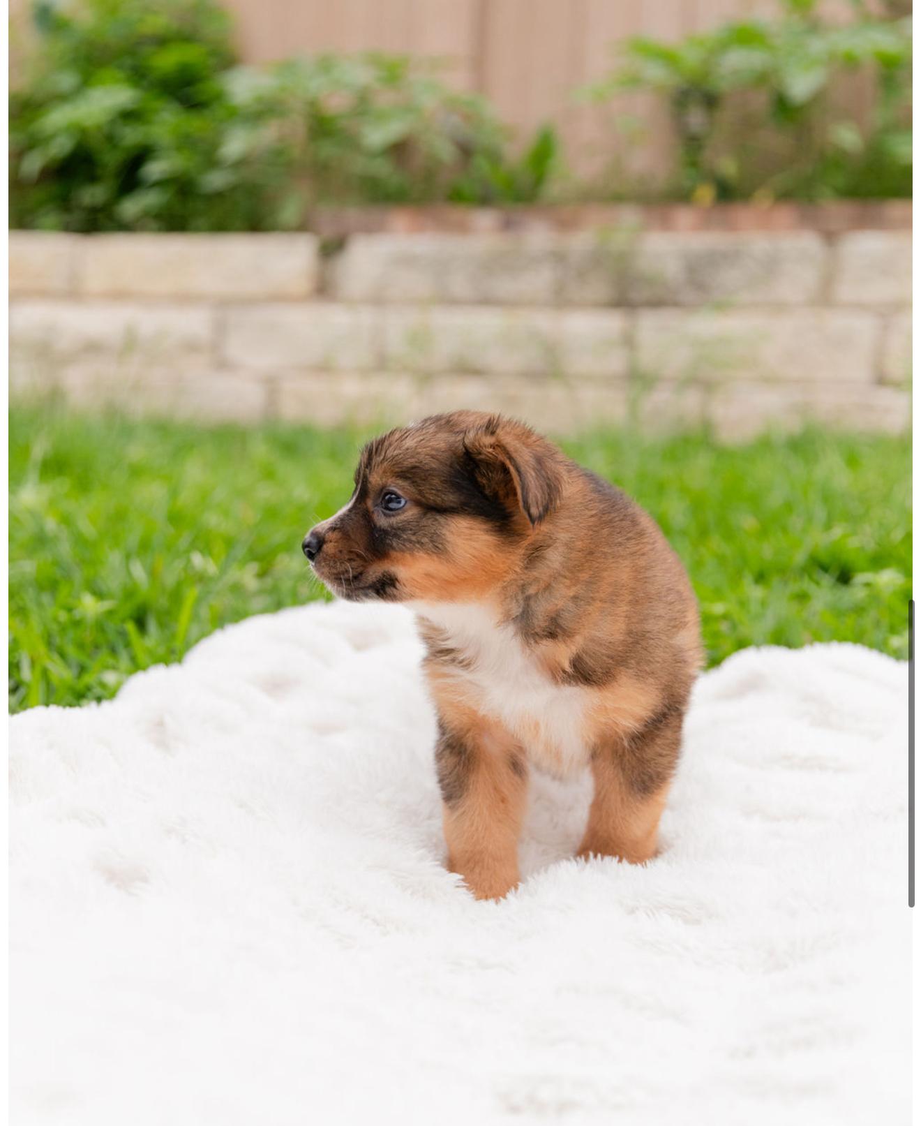 meleys, an adopted mixed breed in Pflugerville, TX image 4/5