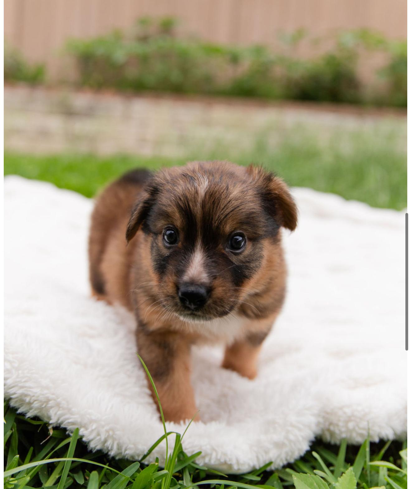 meleys, an adopted mixed breed in Pflugerville, TX image 3/5