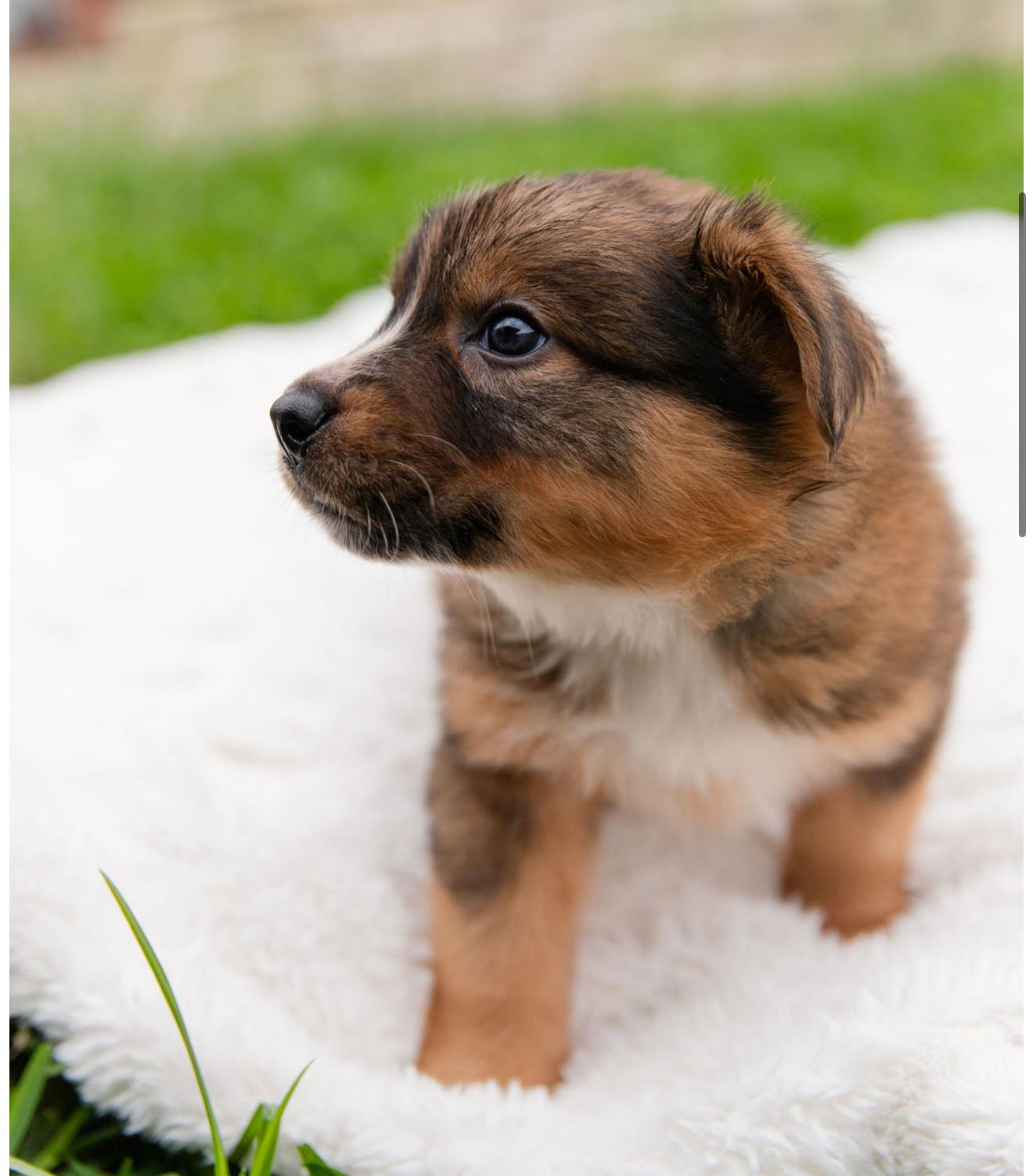 meleys, an adopted mixed breed in Pflugerville, TX image 2/5