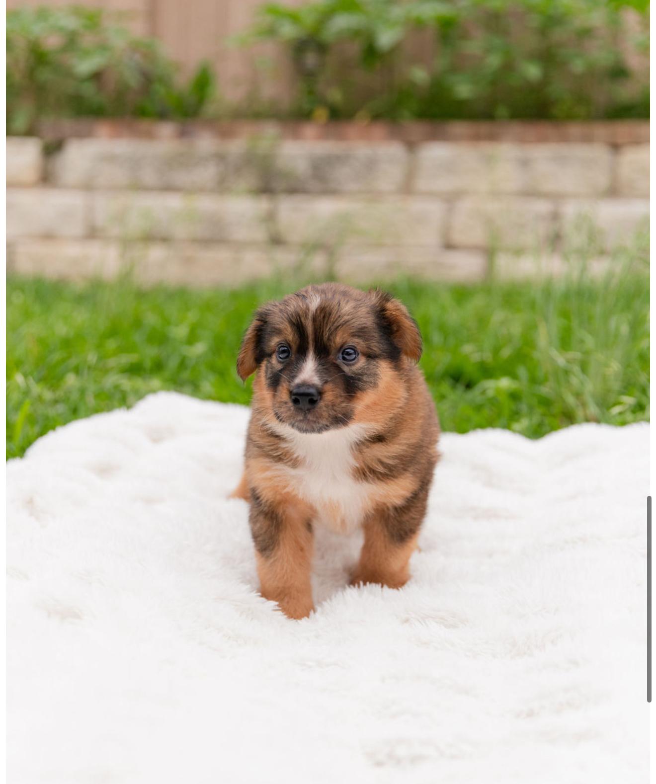 meleys, an adopted mixed breed in Pflugerville, TX image 1/5