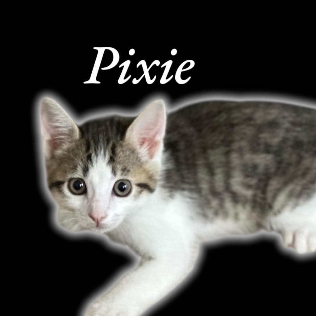 Pixie Domestic Short Hair Cat