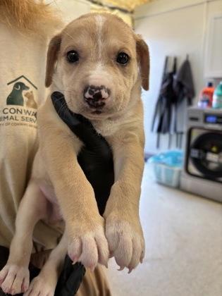 Sheldon, Adoptable, Puppy Male Retriever & Mixed Breed.