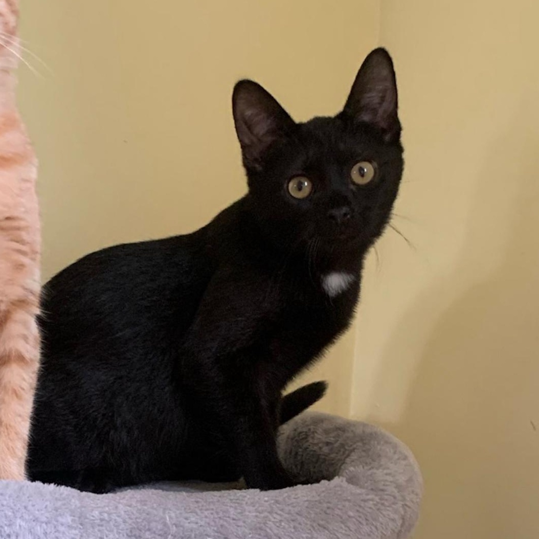 Dior, Adoptable, Kitten Male Domestic Short Hair.