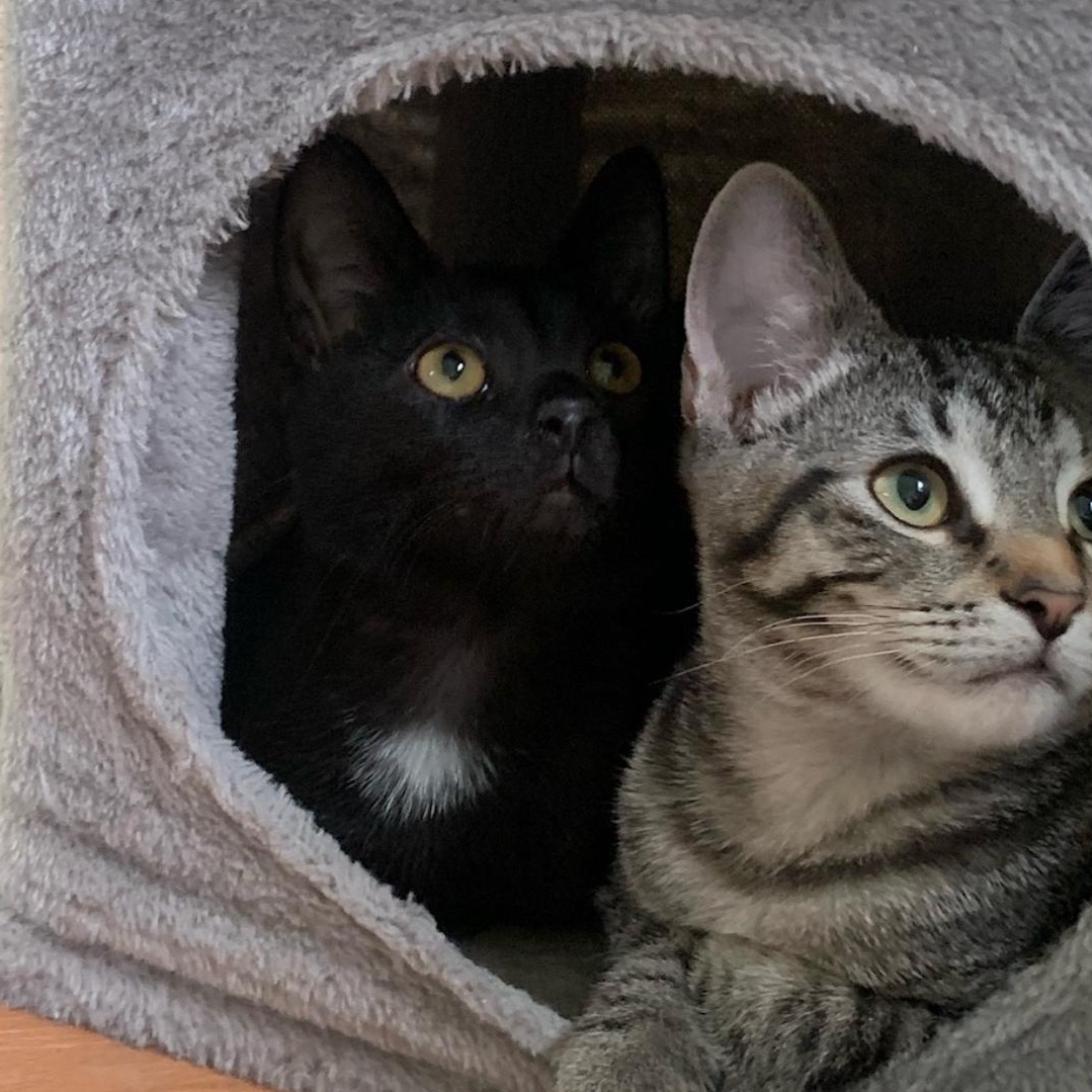 Dior, a Adoptable Domestic Short Hair in Lemont, IL image 2/3