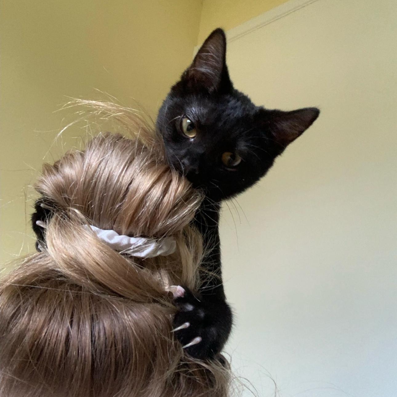 Dior, a Adoptable Domestic Short Hair in Lemont, IL image 3/3