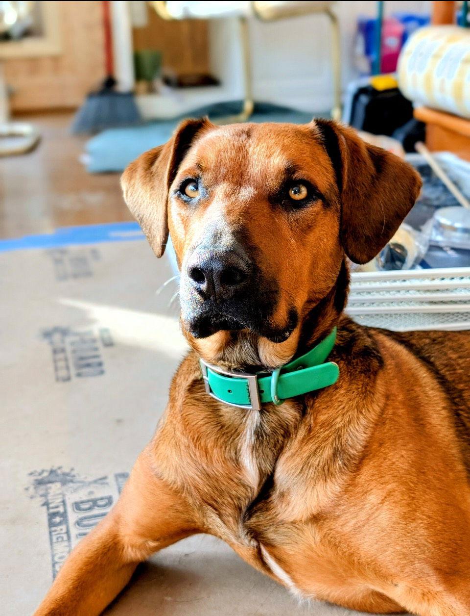 Grey, Adopted, Adult Male Belgian Shepherd / Malinois.