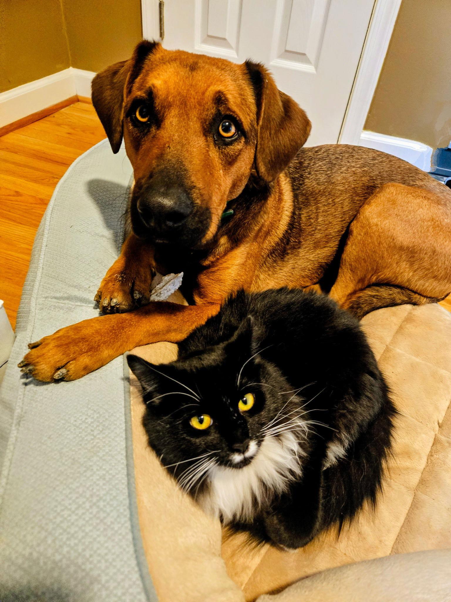 Enlarge Grey, a Adopted Belgian Shepherd / Malinois in Rocky Point, NC image 2/3