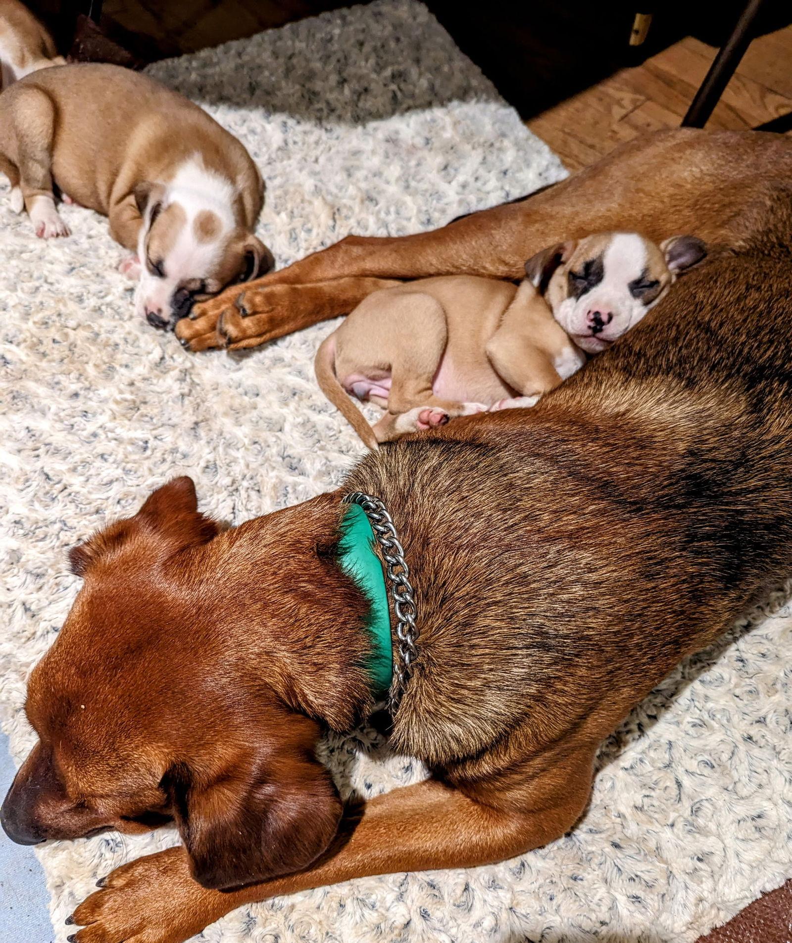 Enlarge Grey, a Adopted Belgian Shepherd / Malinois in Rocky Point, NC image 3/3