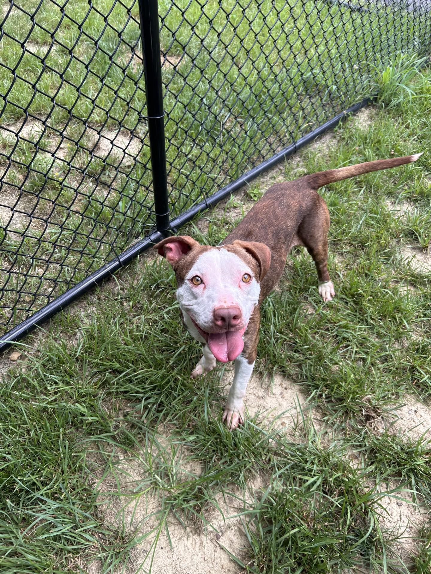 Enlarge Gordy, a ADOPTABLE mixed breed in Shepherdsville, KY image 3/6