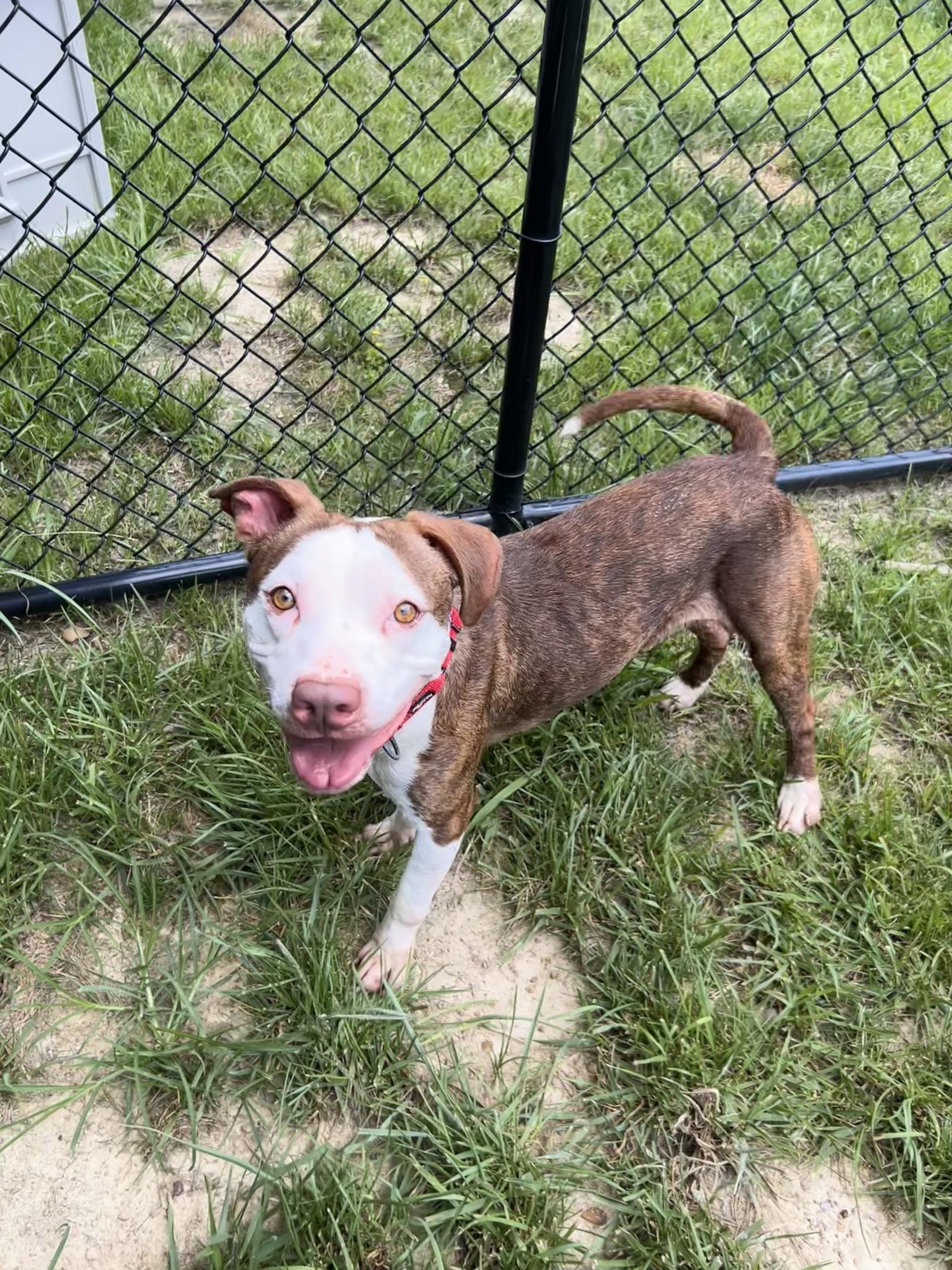 Enlarge Gordy, a ADOPTABLE mixed breed in Shepherdsville, KY image 6/6