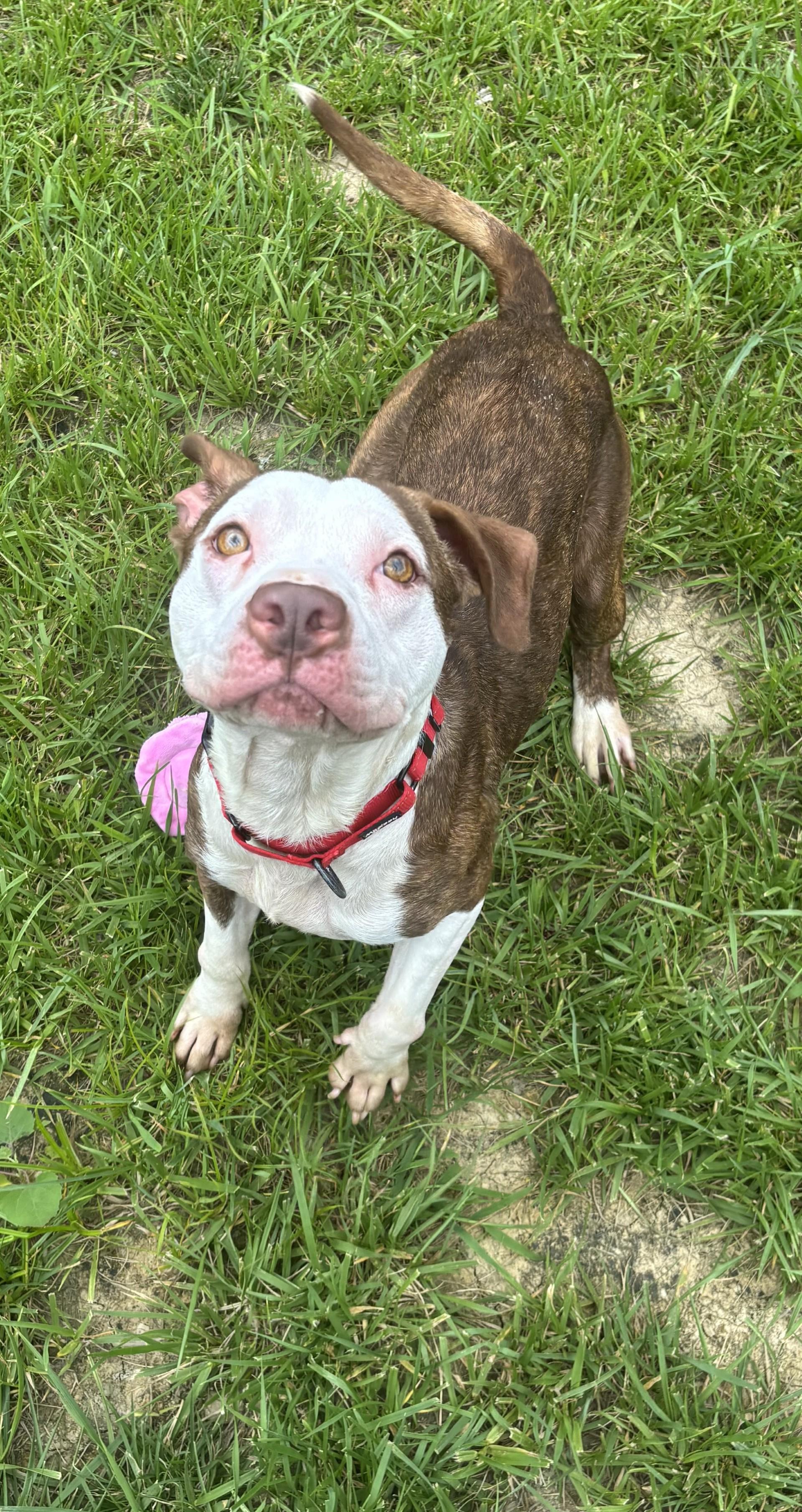 Gordy, ADOPTABLE, Adult Male Pit Bull Terrier.