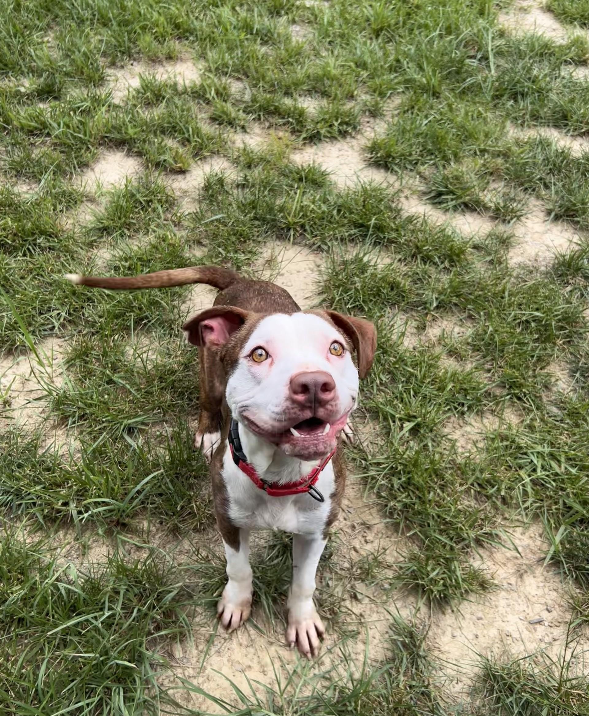 Enlarge Gordy, a ADOPTABLE mixed breed in Shepherdsville, KY image 5/6