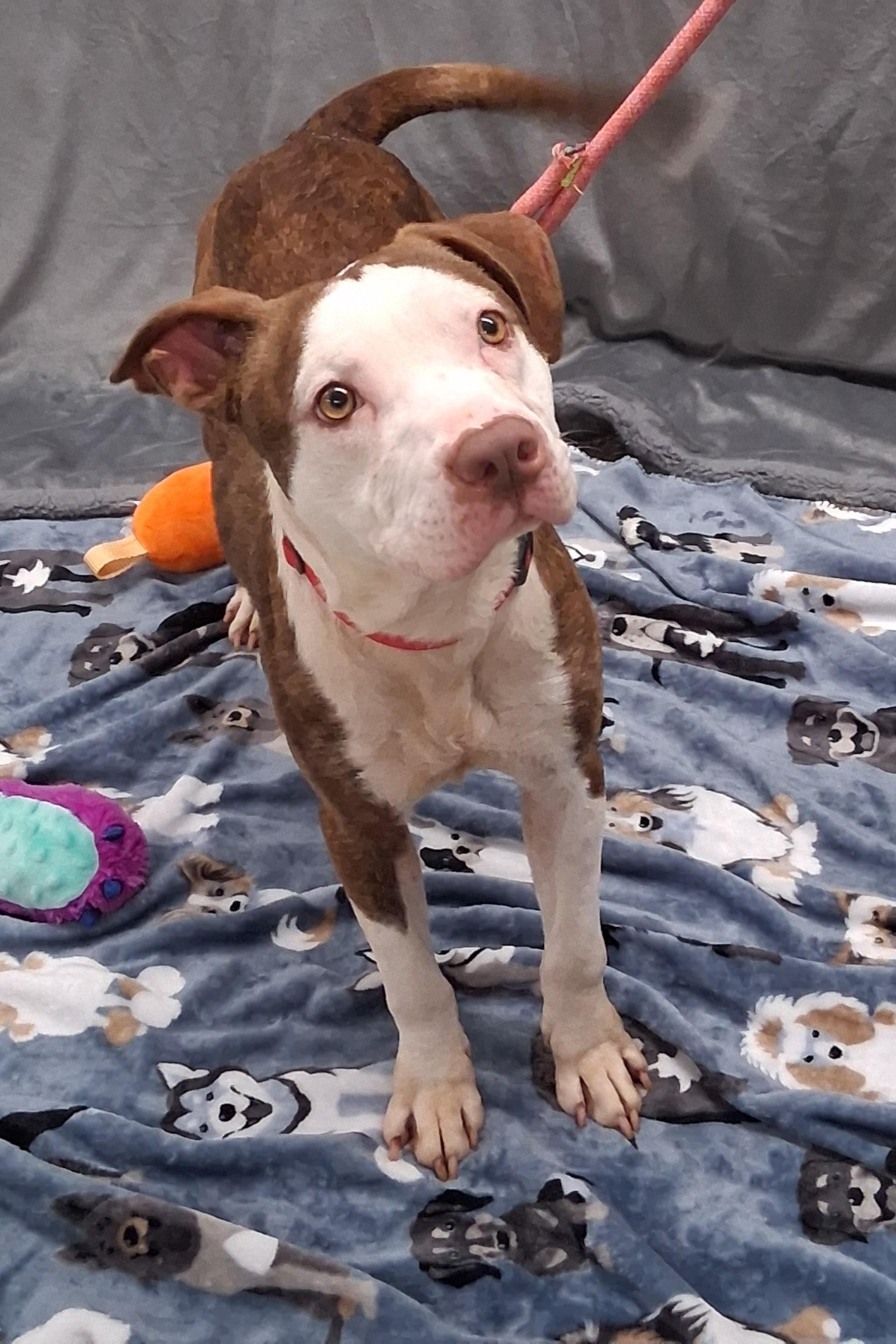 Enlarge Gordy, a ADOPTABLE mixed breed in Shepherdsville, KY image 2/6