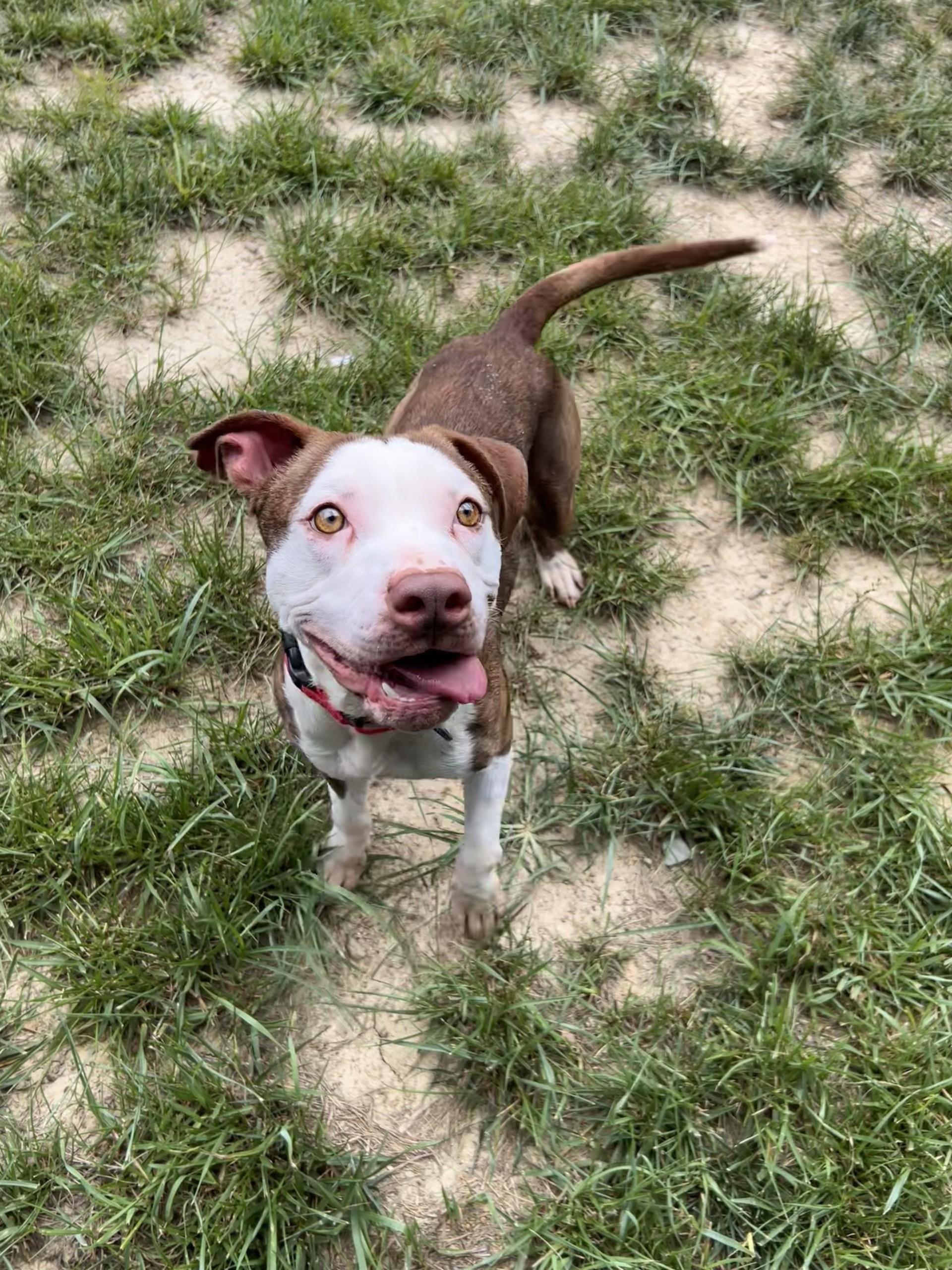 Enlarge Gordy, a ADOPTABLE mixed breed in Shepherdsville, KY image 4/6
